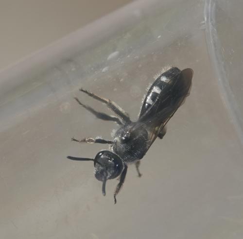 Réf. 311 951 : Lasioglossum sexnotatum